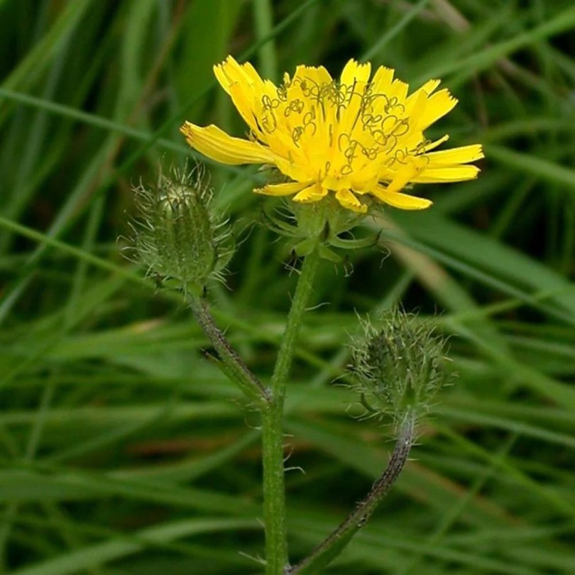 Serteszőrű zörgöfű - Crepis setosa, Crepis setosa, etnobotanika